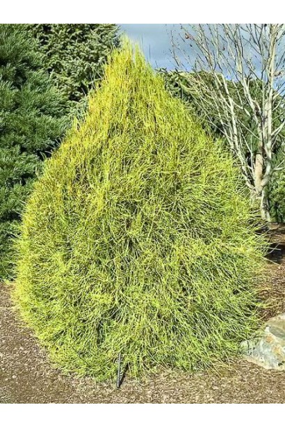 Туя восточная Фрэнки Бой во взрослом возрасте